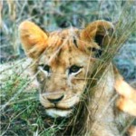 lion cub